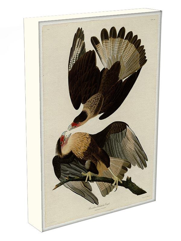 Brazilian Caracara Eagle by Audubon Canvas Print or Poster - Canvas Art Rocks - 3