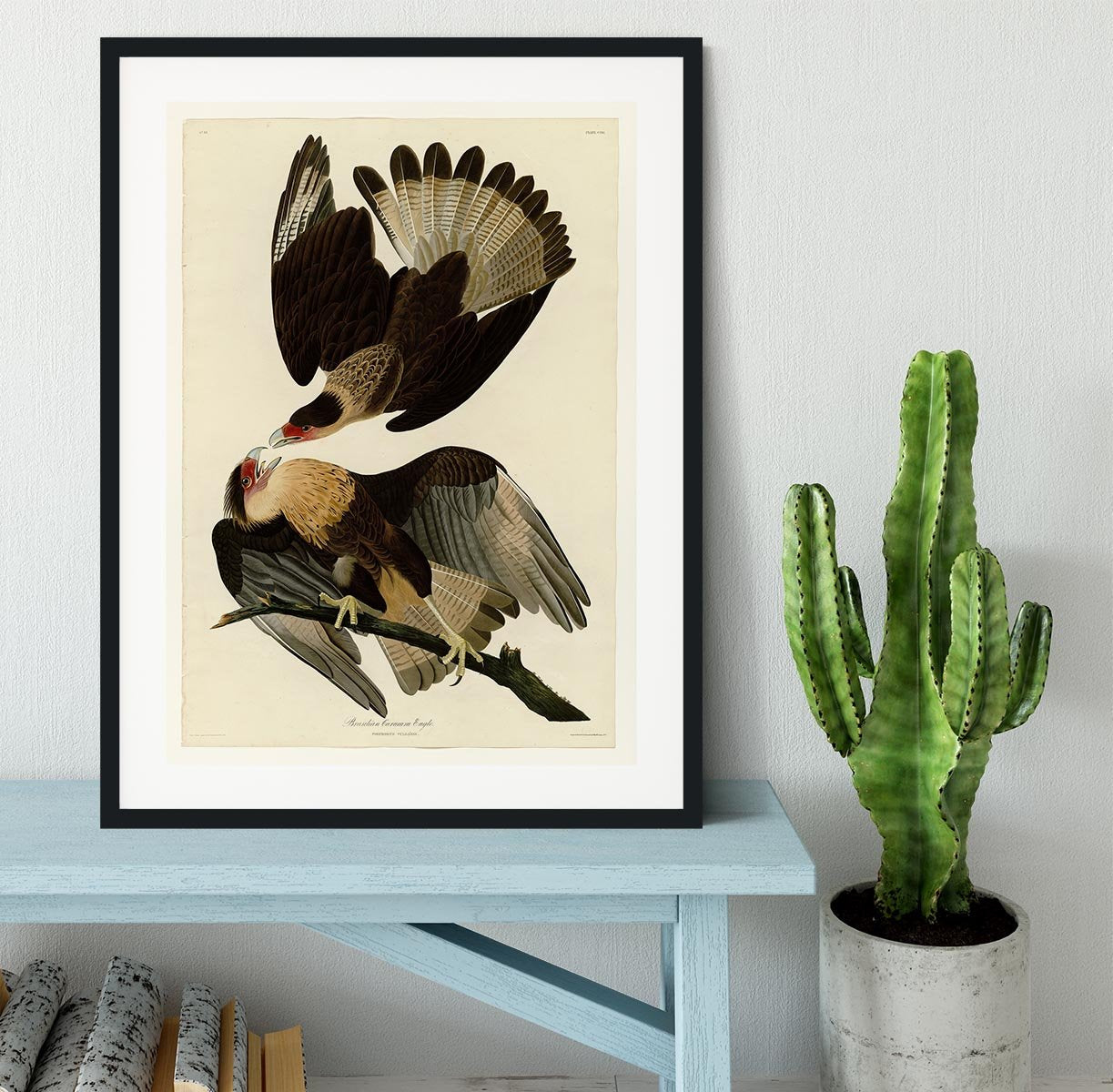 Brazilian Caracara Eagle by Audubon Framed Print - Canvas Art Rocks - 1