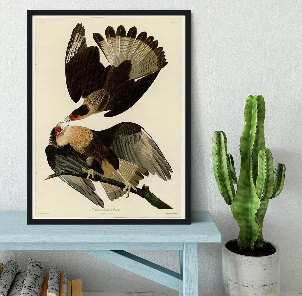 Brazilian Caracara Eagle by Audubon Framed Print - Canvas Art Rocks - 2