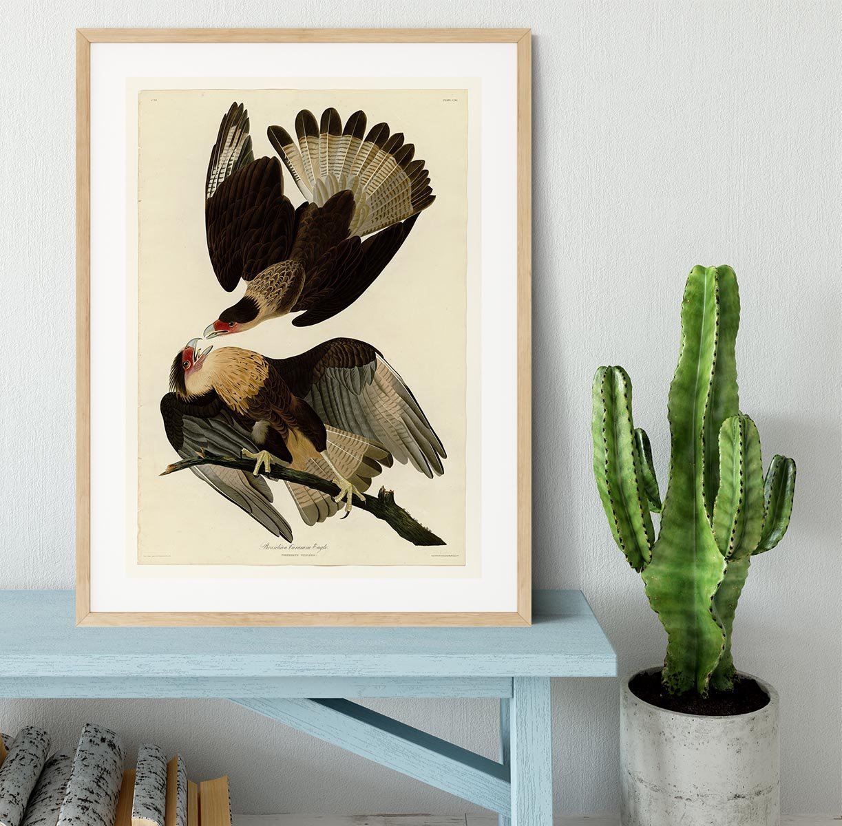 Brazilian Caracara Eagle by Audubon Framed Print - Canvas Art Rocks - 3