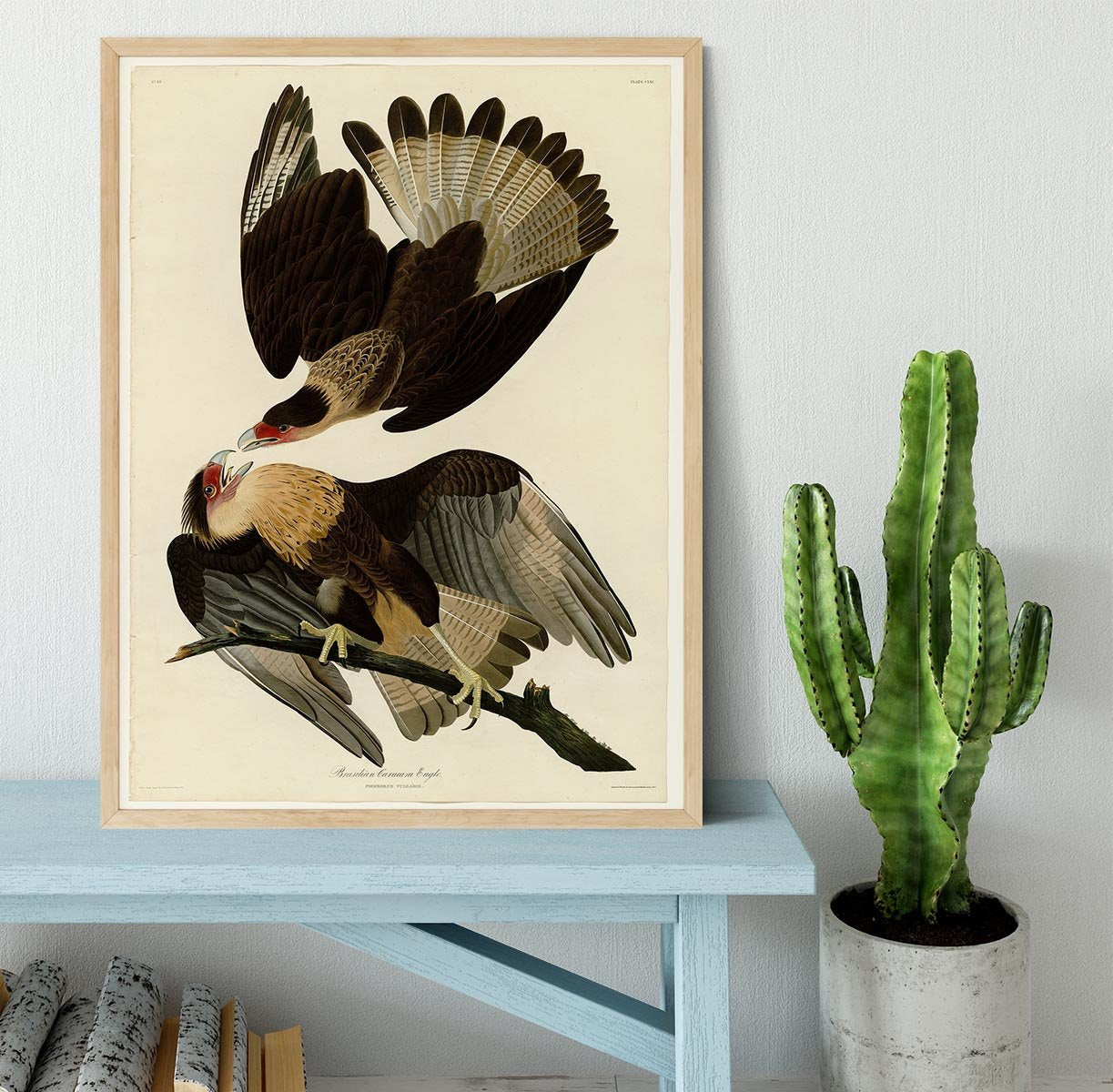 Brazilian Caracara Eagle by Audubon Framed Print - Canvas Art Rocks - 4