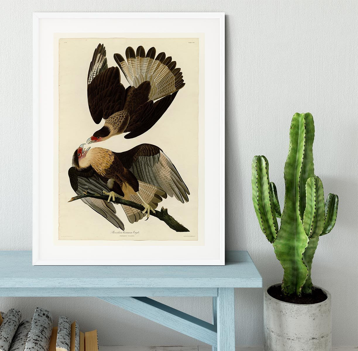 Brazilian Caracara Eagle by Audubon Framed Print - Canvas Art Rocks - 5