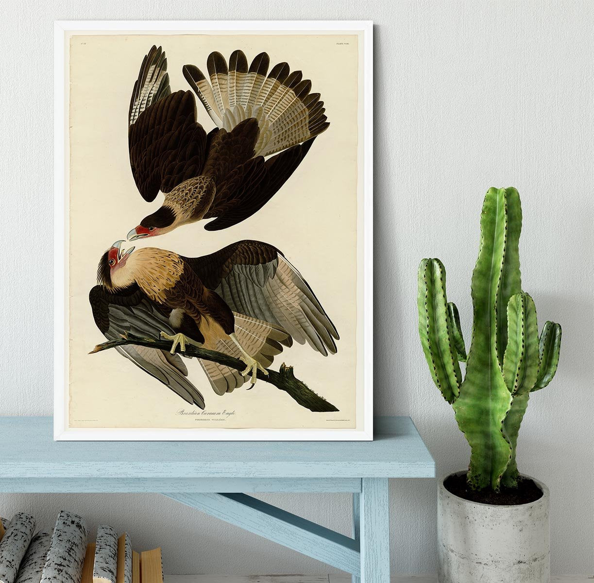 Brazilian Caracara Eagle by Audubon Framed Print - Canvas Art Rocks -6