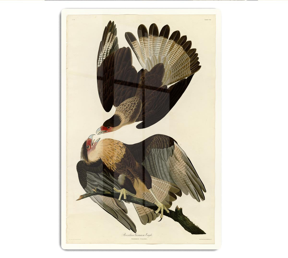 Brazilian Caracara Eagle by Audubon HD Metal Print - Canvas Art Rocks - 1