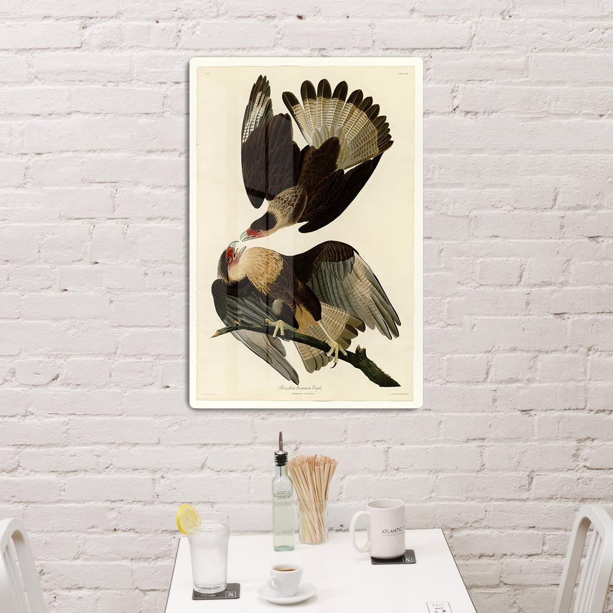 Brazilian Caracara Eagle by Audubon HD Metal Print - Canvas Art Rocks - 3
