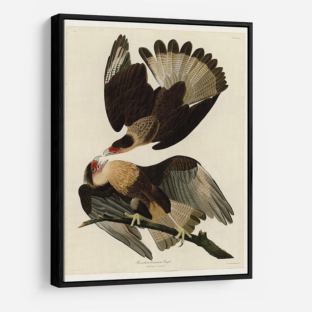Brazilian Caracara Eagle by Audubon HD Metal Print - Canvas Art Rocks - 6