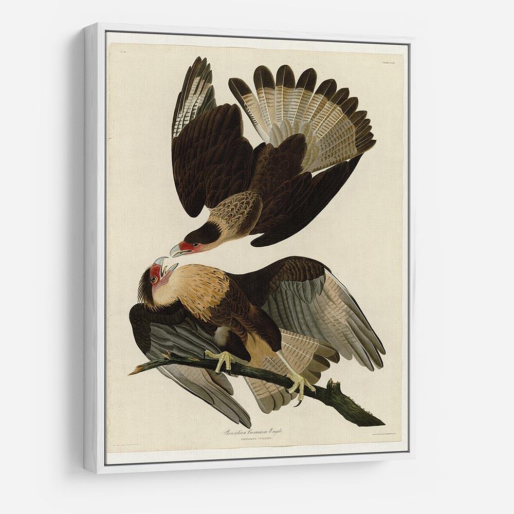 Brazilian Caracara Eagle by Audubon HD Metal Print - Canvas Art Rocks - 7