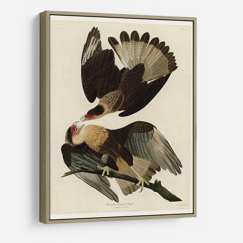 Brazilian Caracara Eagle by Audubon HD Metal Print - Canvas Art Rocks - 8