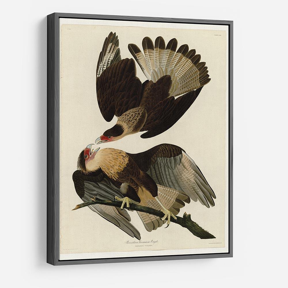 Brazilian Caracara Eagle by Audubon HD Metal Print - Canvas Art Rocks - 9