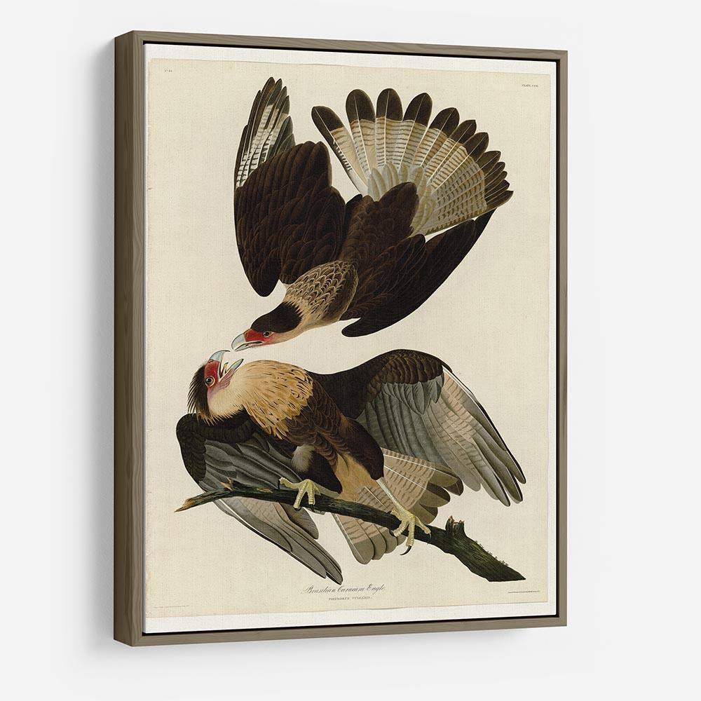 Brazilian Caracara Eagle by Audubon HD Metal Print - Canvas Art Rocks - 10