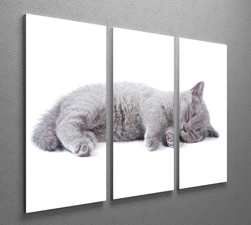 British kitten on white background 3 Split Panel Canvas Print - Canvas Art Rocks - 2