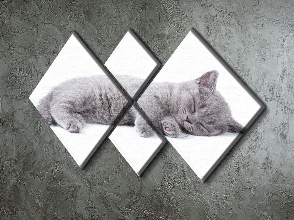 British kitten on white background 4 Square Multi Panel Canvas - Canvas Art Rocks - 2