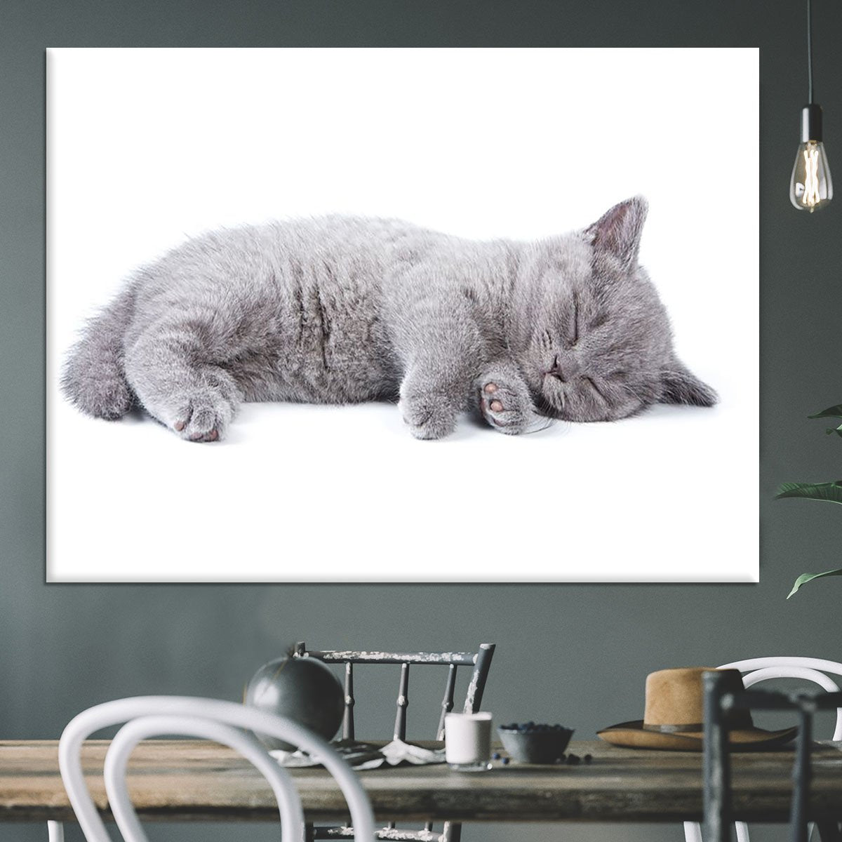 British kitten on white background Canvas Print or Poster