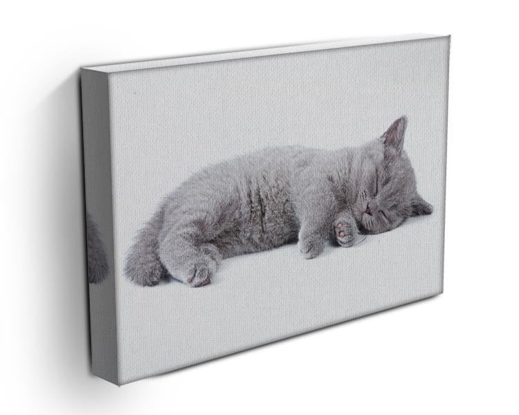 British kitten on white background Canvas Print or Poster - Canvas Art Rocks - 3