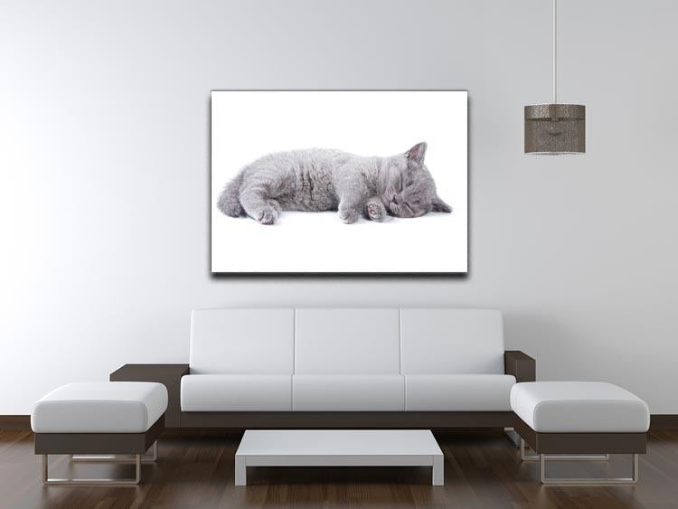 British kitten on white background Canvas Print or Poster - Canvas Art Rocks - 4
