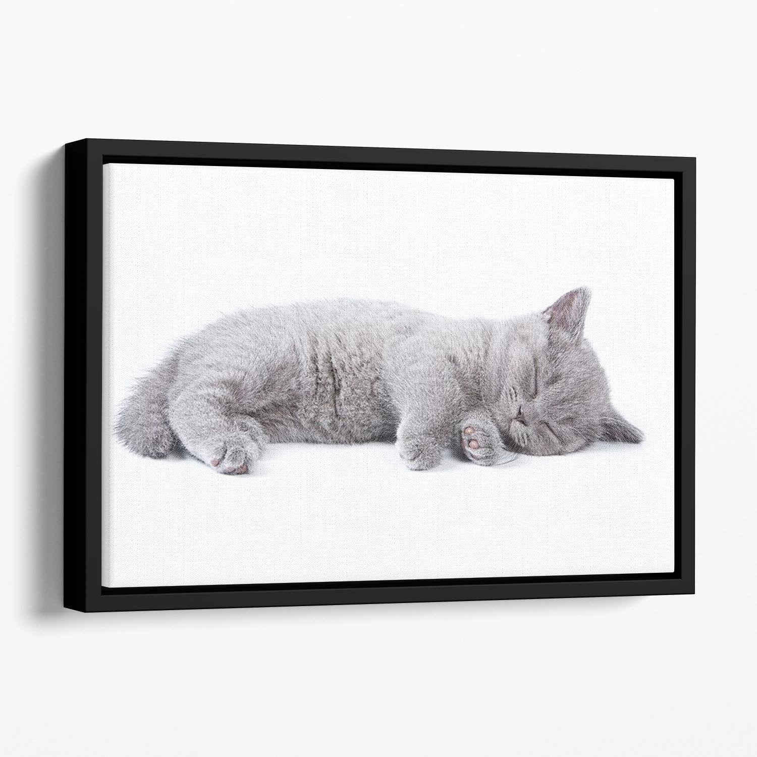 British kitten on white background Floating Framed Canvas - Canvas Art Rocks - 1