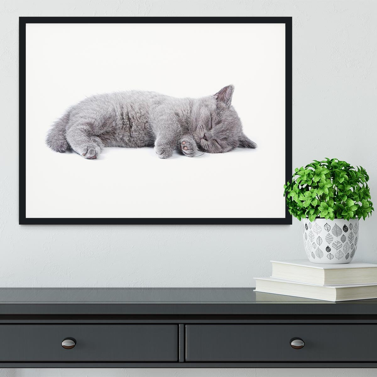British kitten on white background Framed Print - Canvas Art Rocks - 1