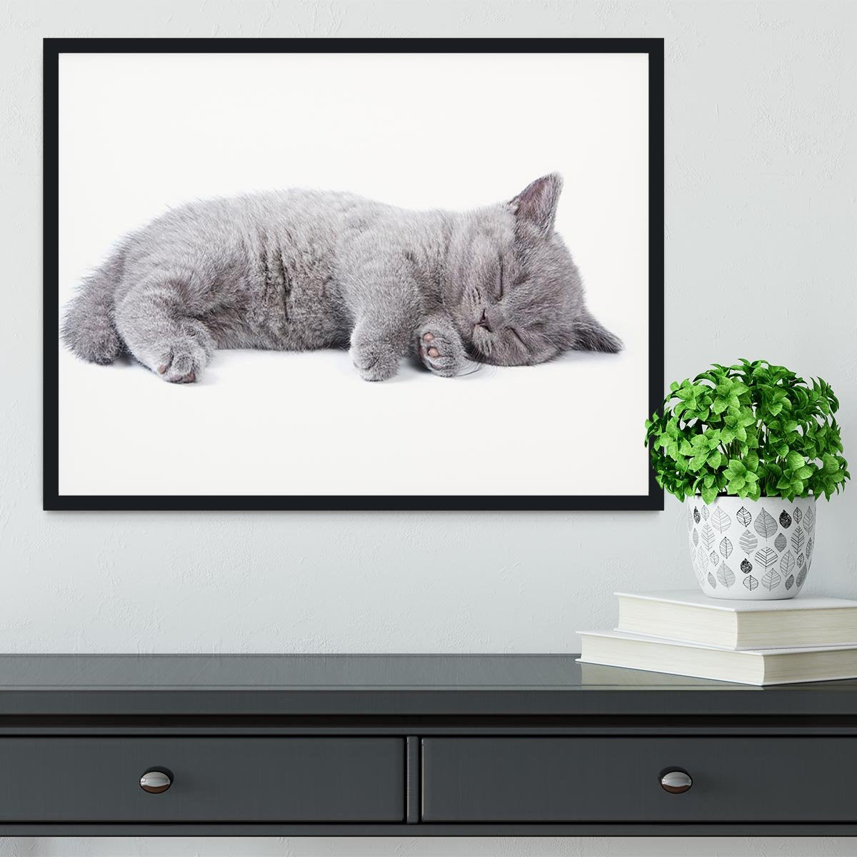 British kitten on white background Framed Print - Canvas Art Rocks - 2