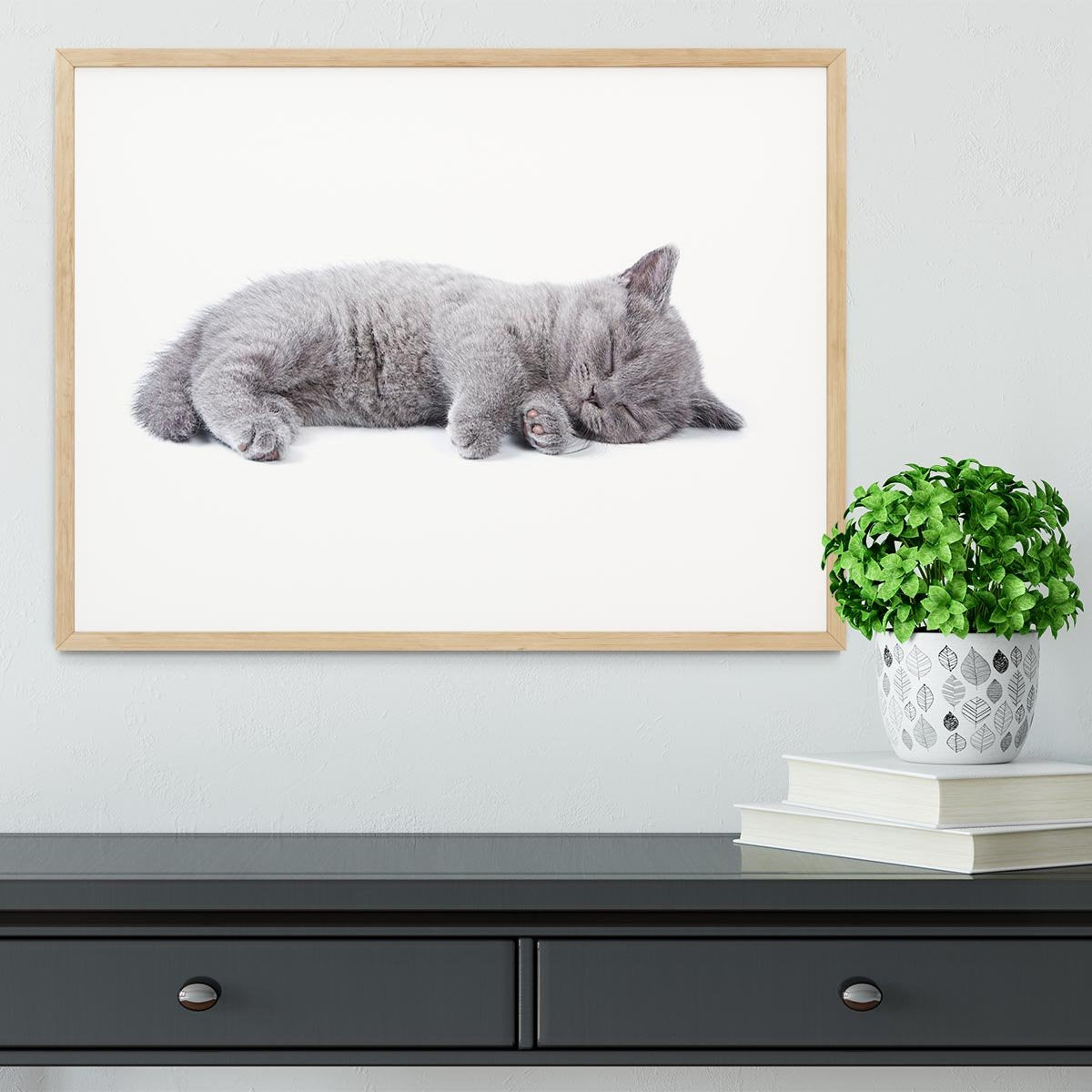 British kitten on white background Framed Print - Canvas Art Rocks - 3