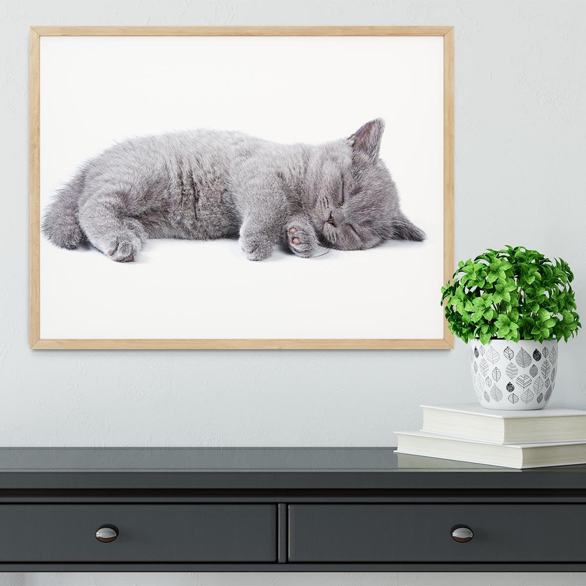 British kitten on white background Framed Print - Canvas Art Rocks - 4