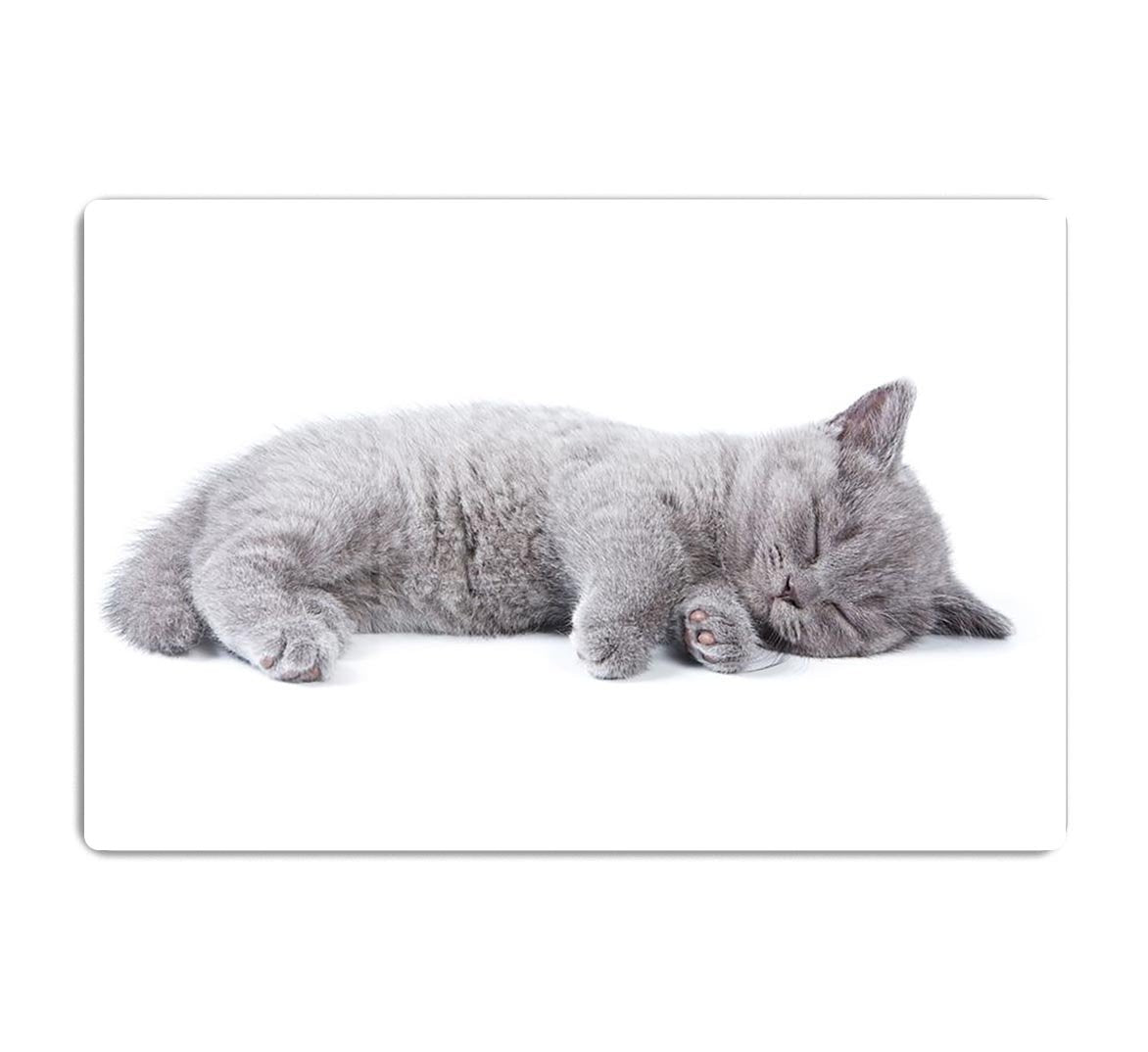 British kitten on white background HD Metal Print - Canvas Art Rocks - 1
