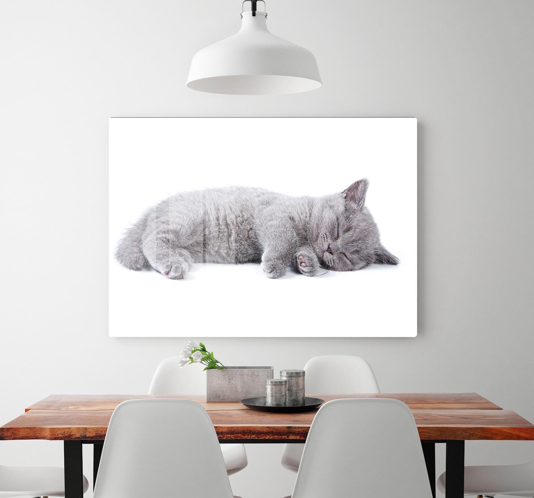 British kitten on white background HD Metal Print - Canvas Art Rocks - 2