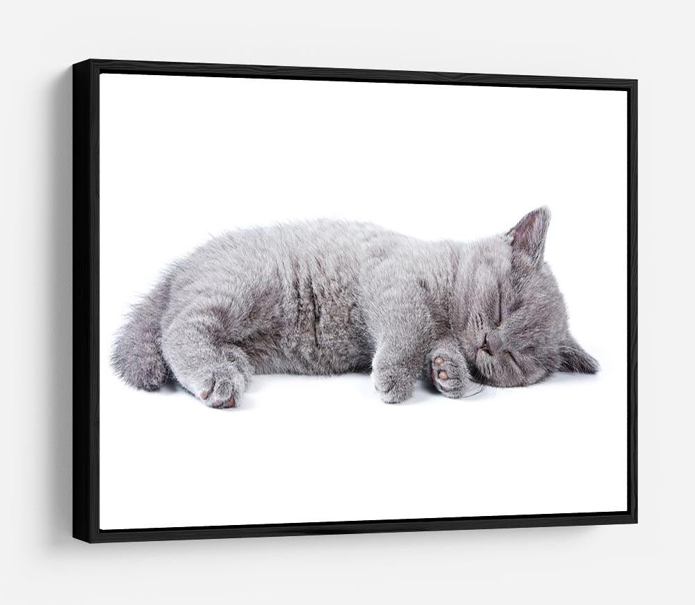 British kitten on white background HD Metal Print - Canvas Art Rocks - 6