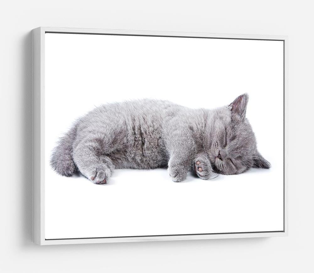 British kitten on white background HD Metal Print - Canvas Art Rocks - 7