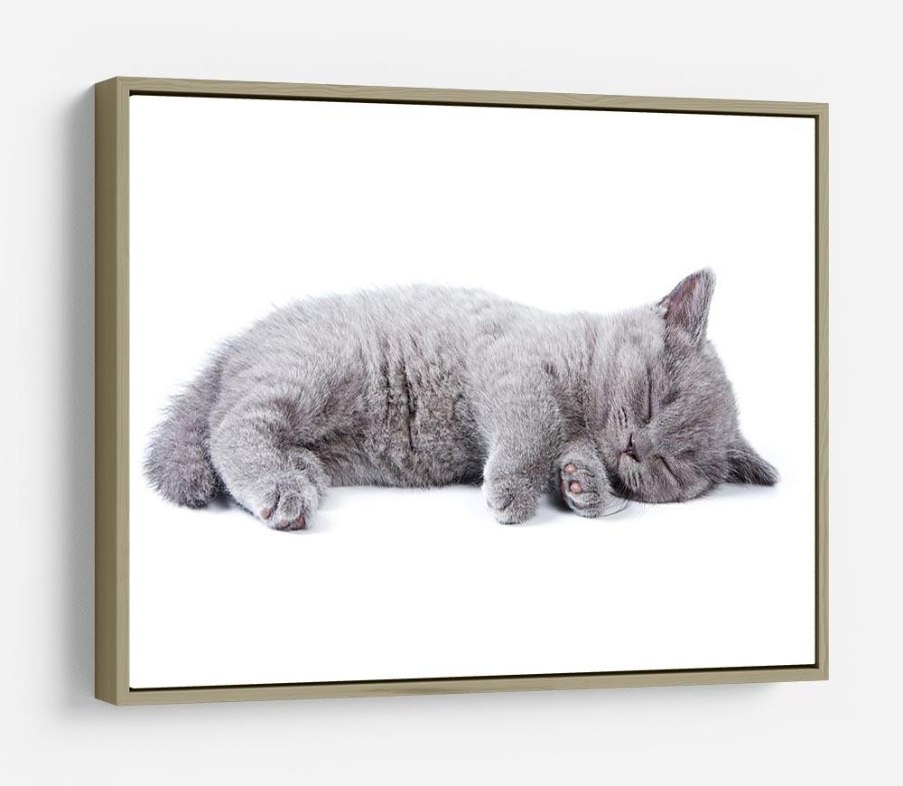 British kitten on white background HD Metal Print - Canvas Art Rocks - 8
