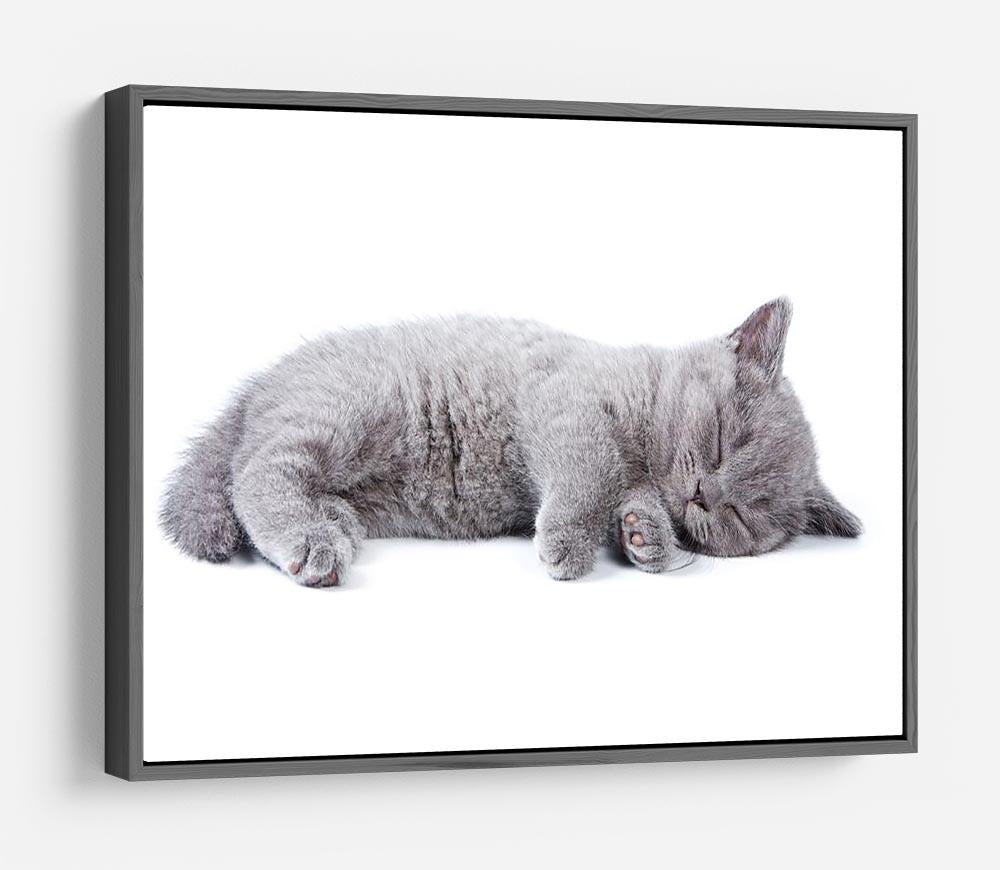 British kitten on white background HD Metal Print - Canvas Art Rocks - 9