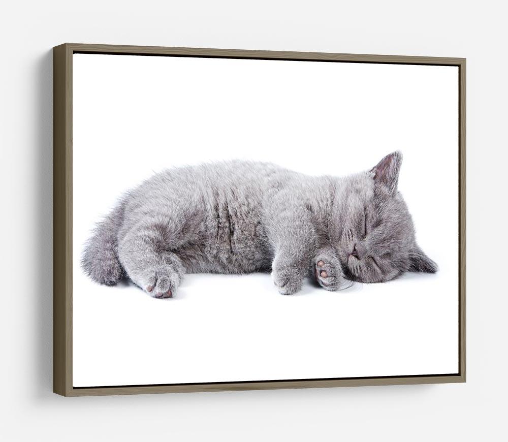 British kitten on white background HD Metal Print - Canvas Art Rocks - 10