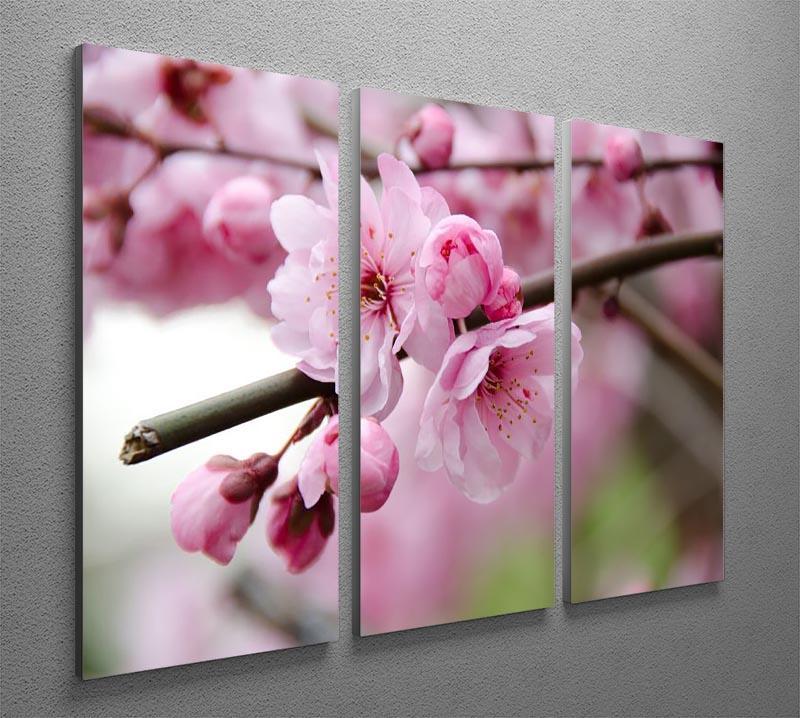 Broken blooming cherry branch 3 Split Panel Canvas Print - Canvas Art Rocks - 2
