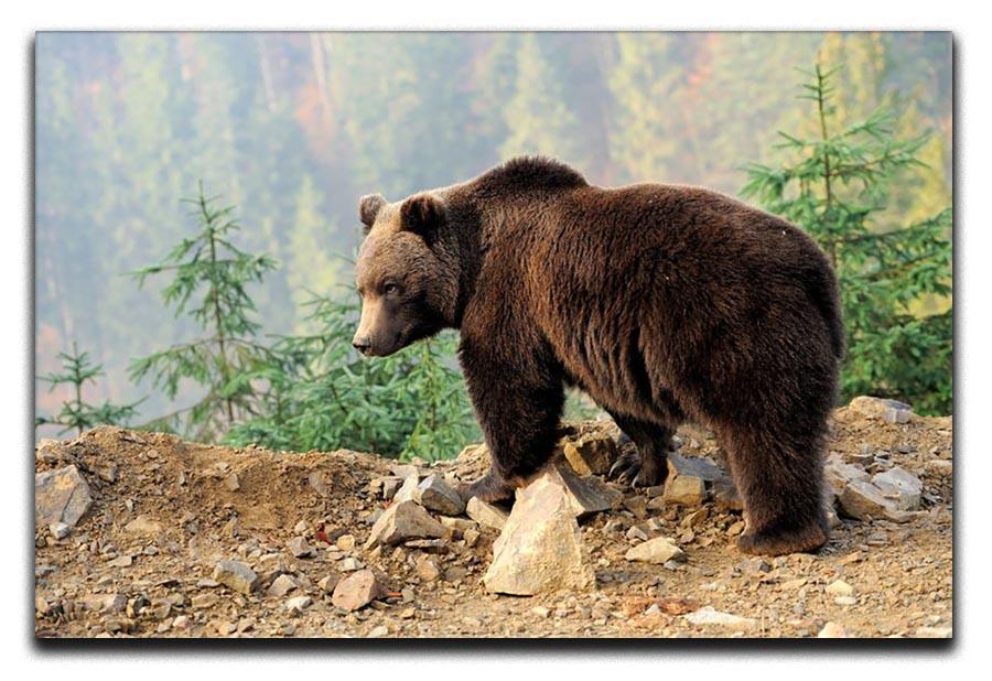 Brown Bear in forest Canvas Print or Poster - Canvas Art Rocks - 1