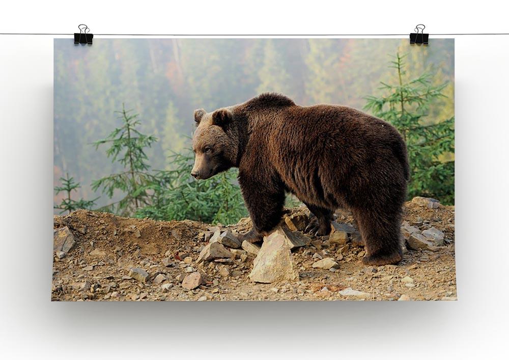 Brown Bear in forest Canvas Print or Poster - Canvas Art Rocks - 2