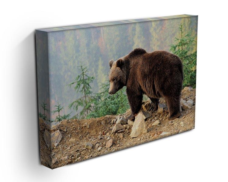 Brown Bear in forest Canvas Print or Poster - Canvas Art Rocks - 3