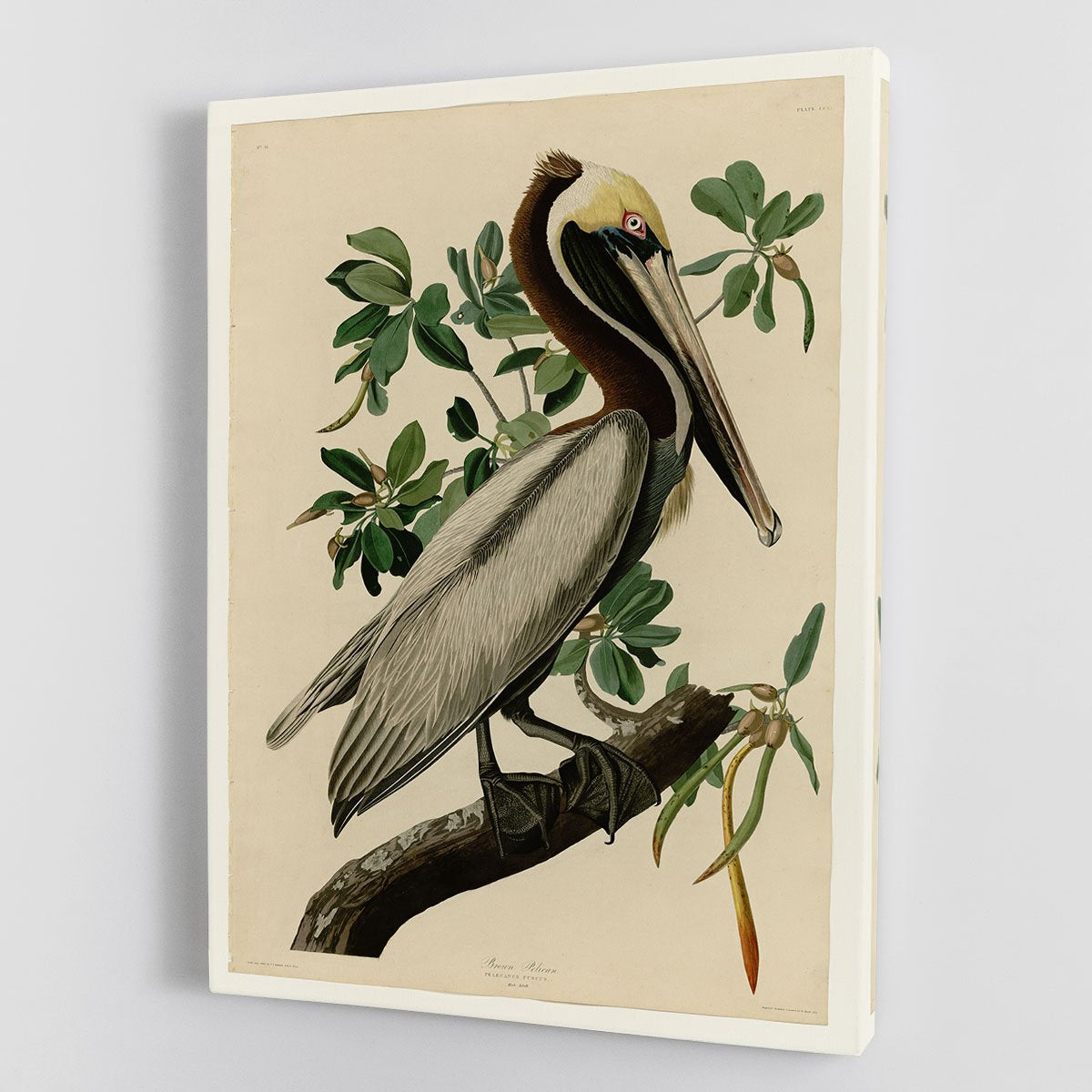 Brown Pelican 2 by Audubon Canvas Print or Poster