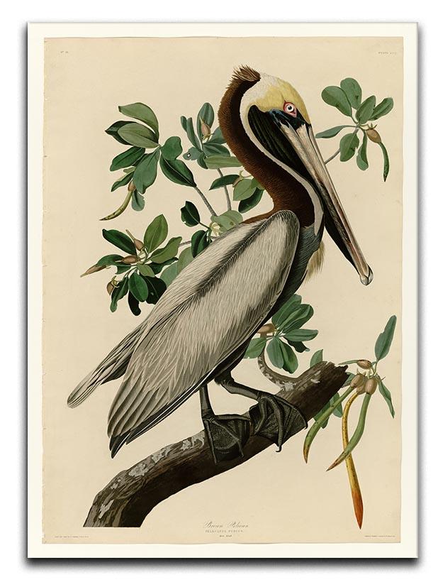 Brown Pelican 2 by Audubon Canvas Print or Poster - Canvas Art Rocks - 1