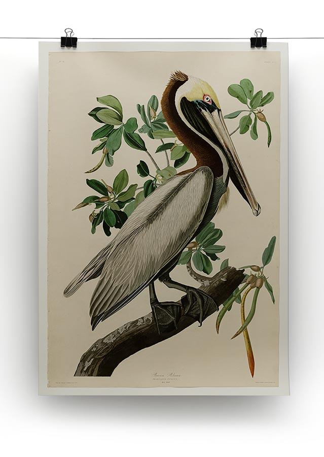Brown Pelican 2 by Audubon Canvas Print or Poster - Canvas Art Rocks - 2
