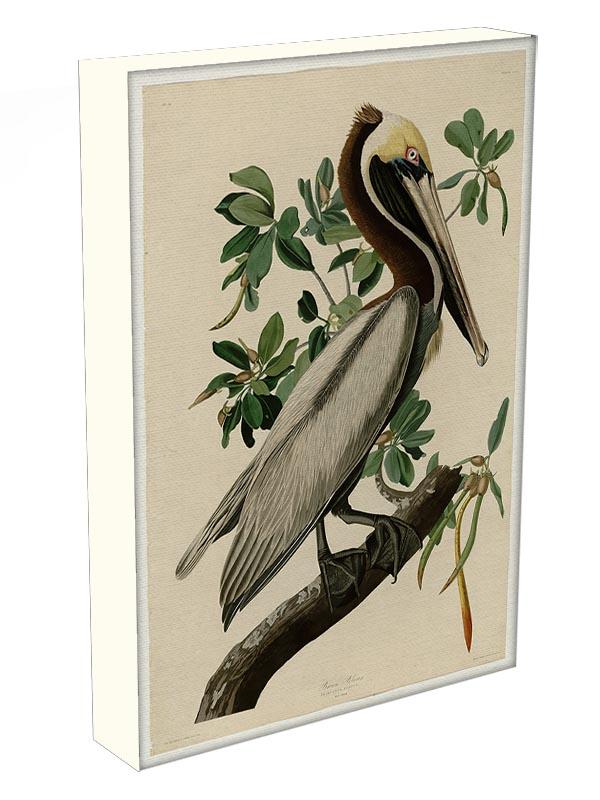 Brown Pelican 2 by Audubon Canvas Print or Poster - Canvas Art Rocks - 3