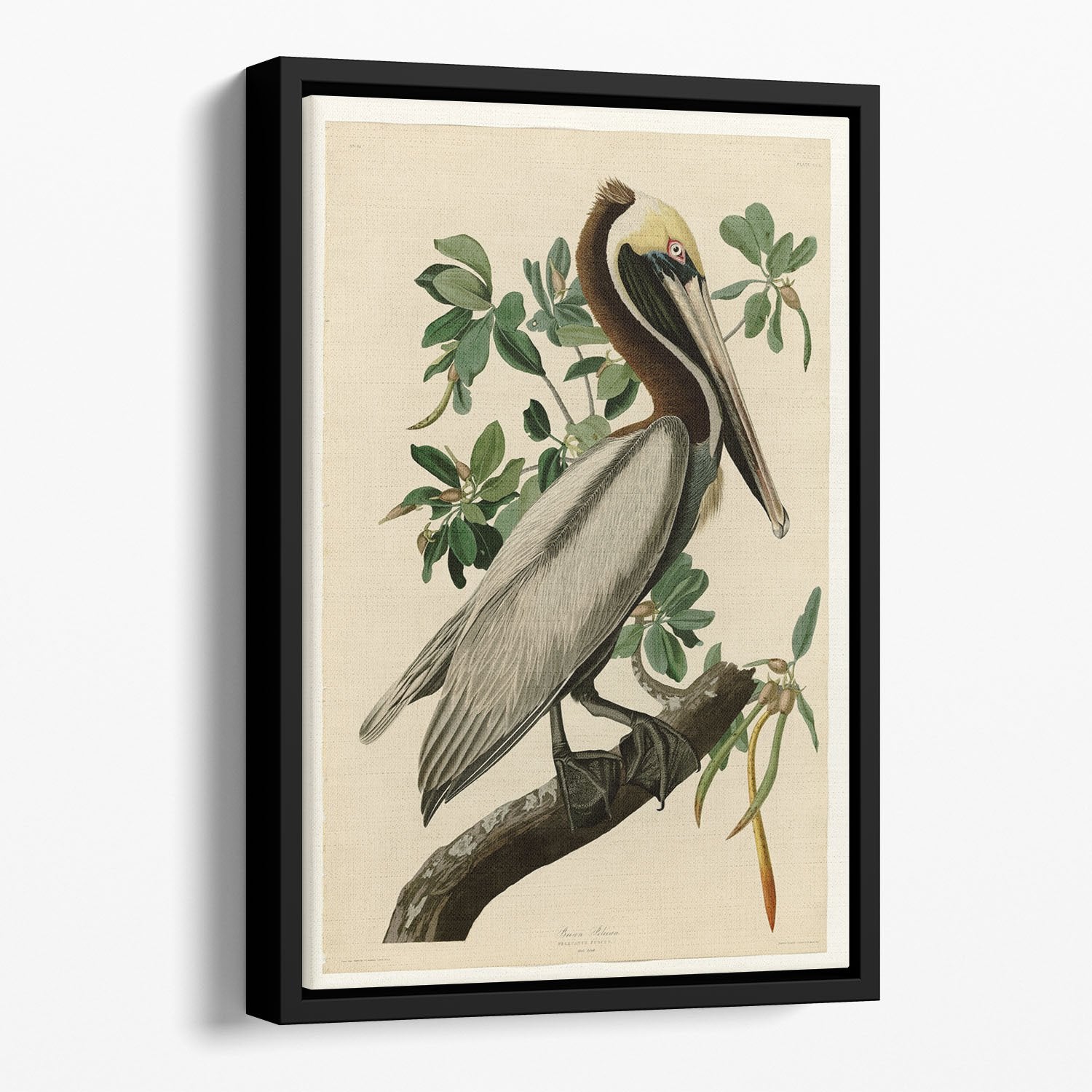 Brown Pelican 2 by Audubon Floating Framed Canvas