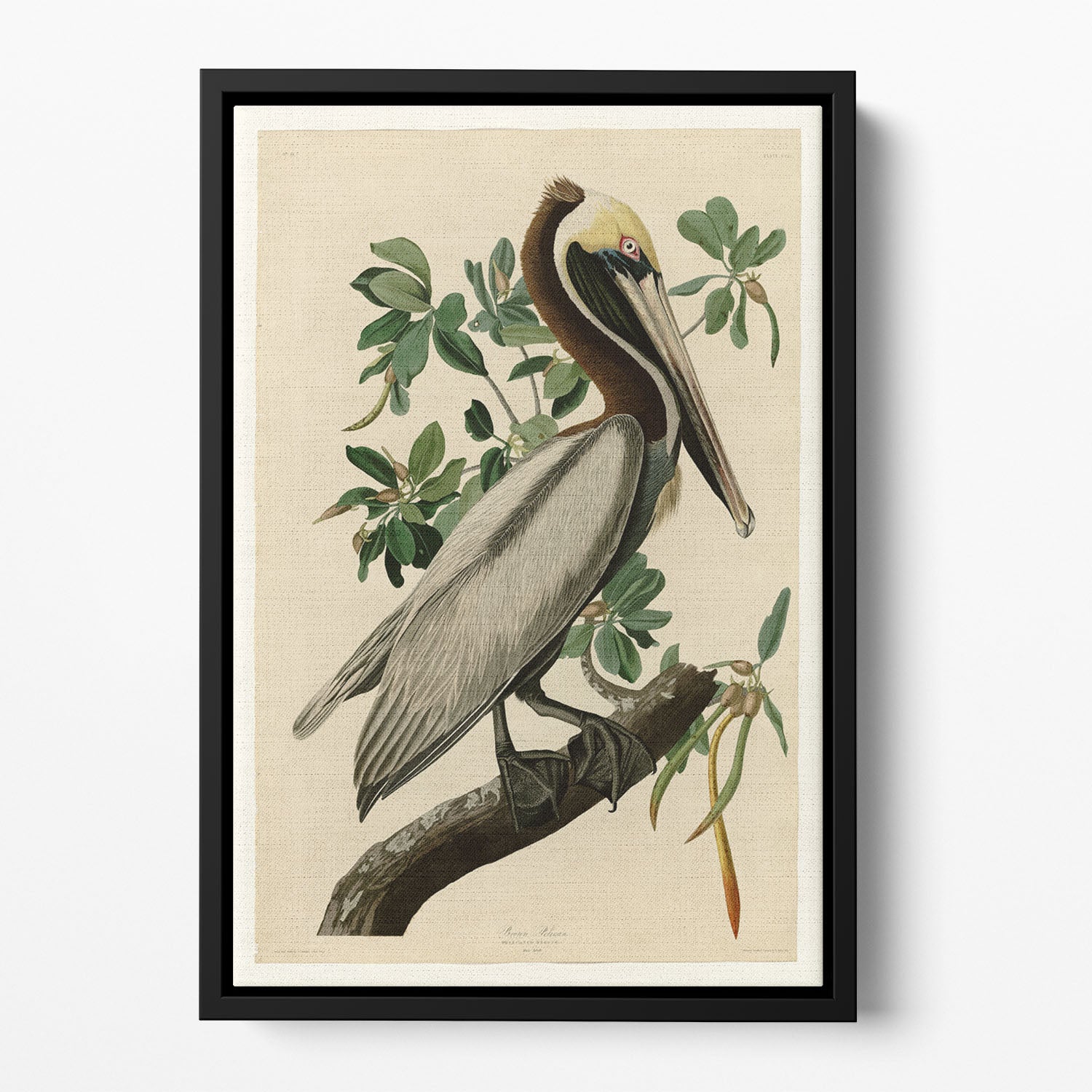 Brown Pelican 2 by Audubon Floating Framed Canvas