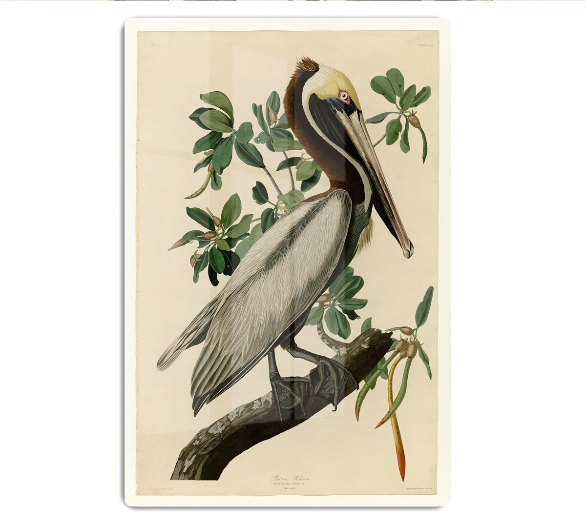 Brown Pelican 2 by Audubon HD Metal Print - Canvas Art Rocks - 1