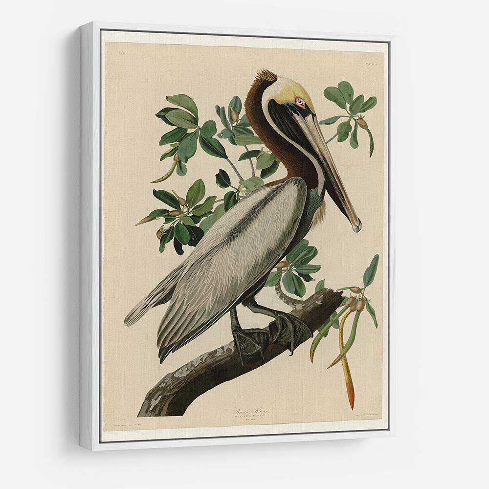 Brown Pelican 2 by Audubon HD Metal Print - Canvas Art Rocks - 7