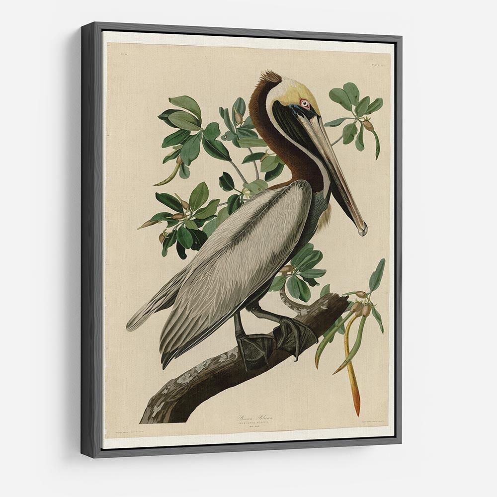 Brown Pelican 2 by Audubon HD Metal Print - Canvas Art Rocks - 9