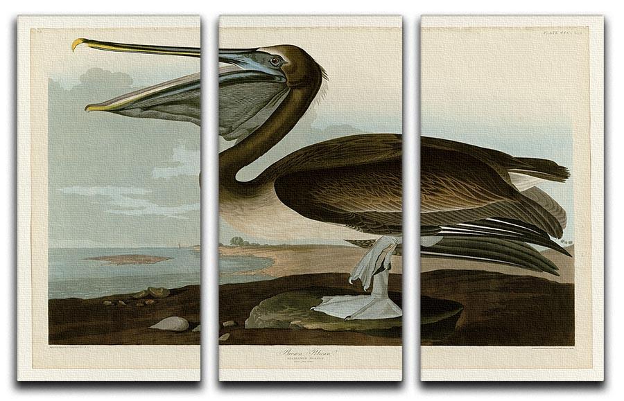 Brown Pelican by Audubon 3 Split Panel Canvas Print - Canvas Art Rocks - 1