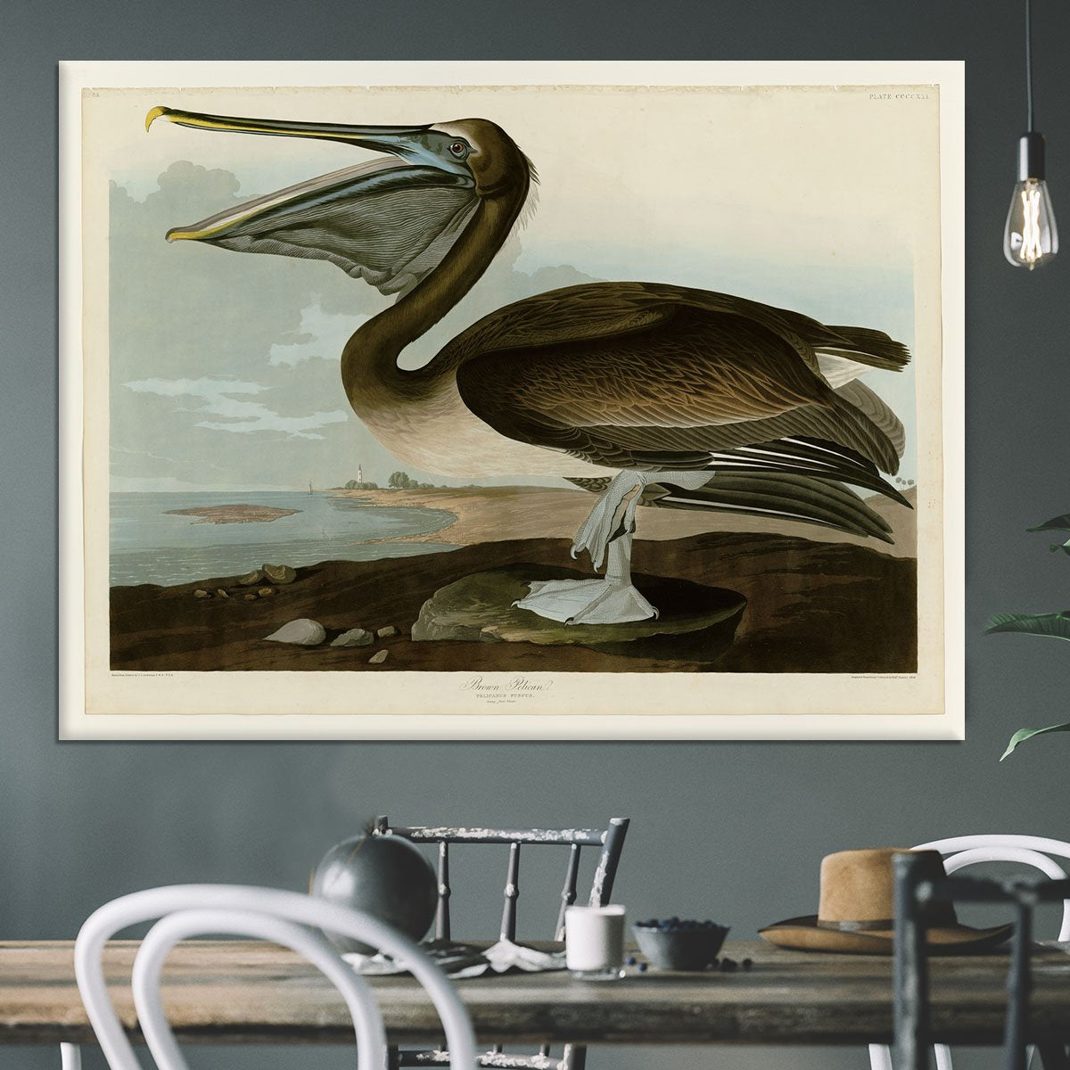 Brown Pelican by Audubon Canvas Print or Poster
