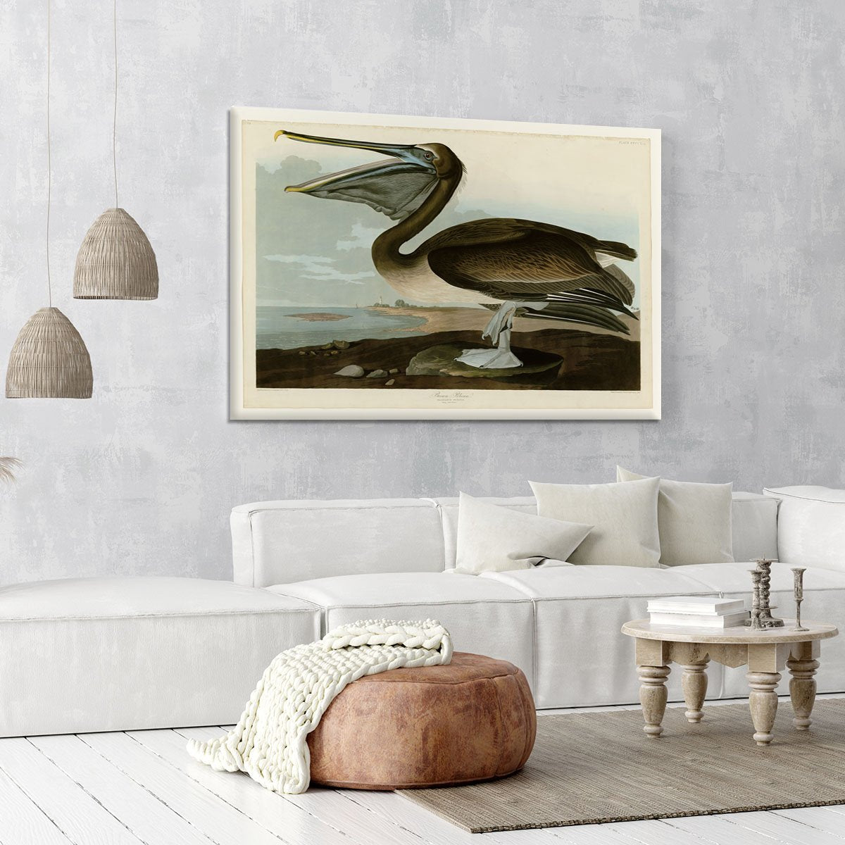 Brown Pelican by Audubon Canvas Print or Poster
