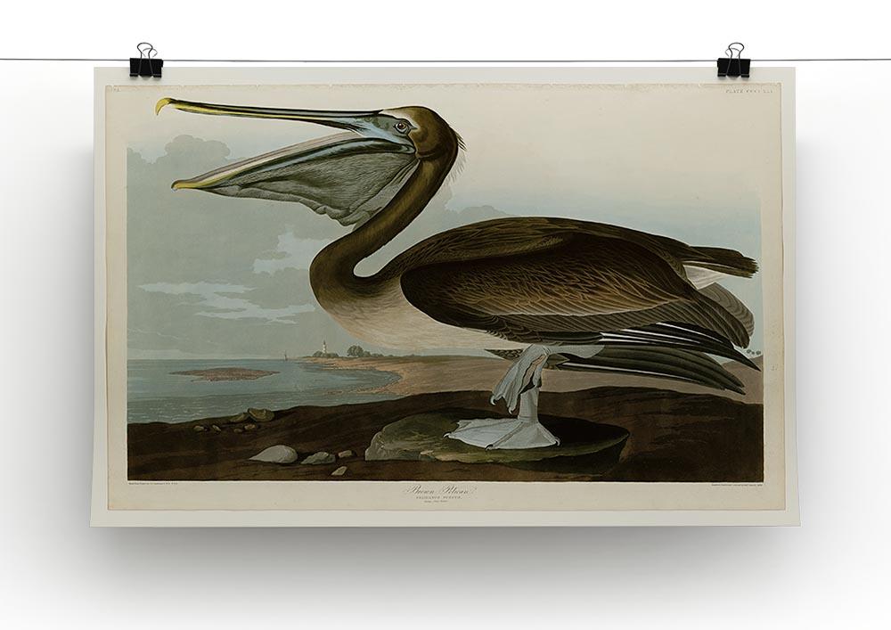 Brown Pelican by Audubon Canvas Print or Poster - Canvas Art Rocks - 2