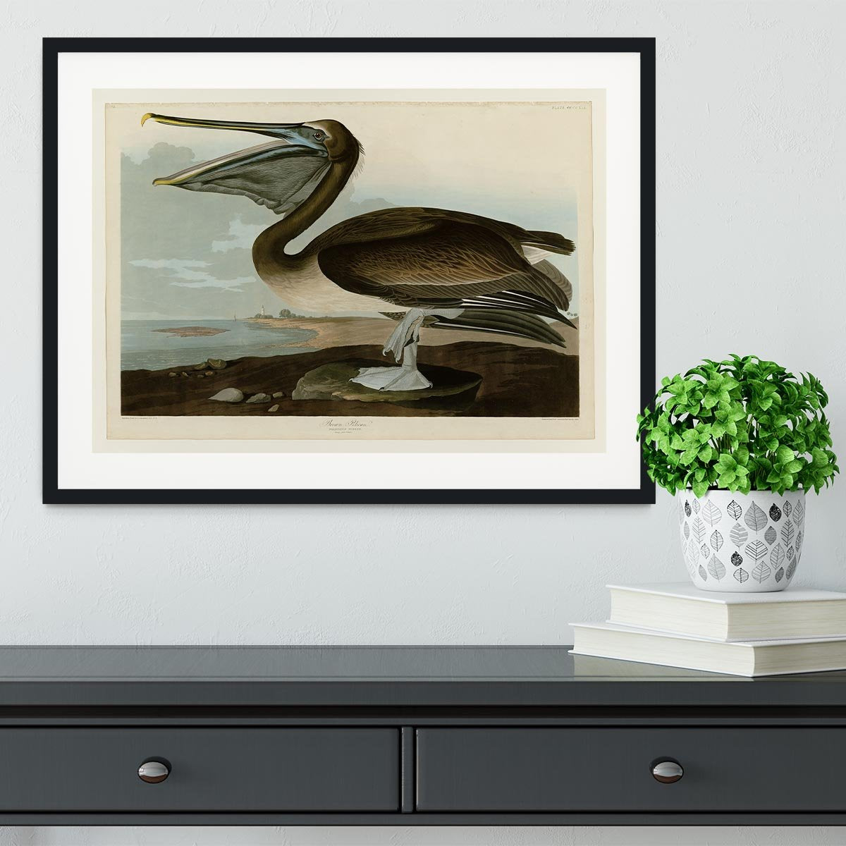 Brown Pelican by Audubon Framed Print - Canvas Art Rocks - 1