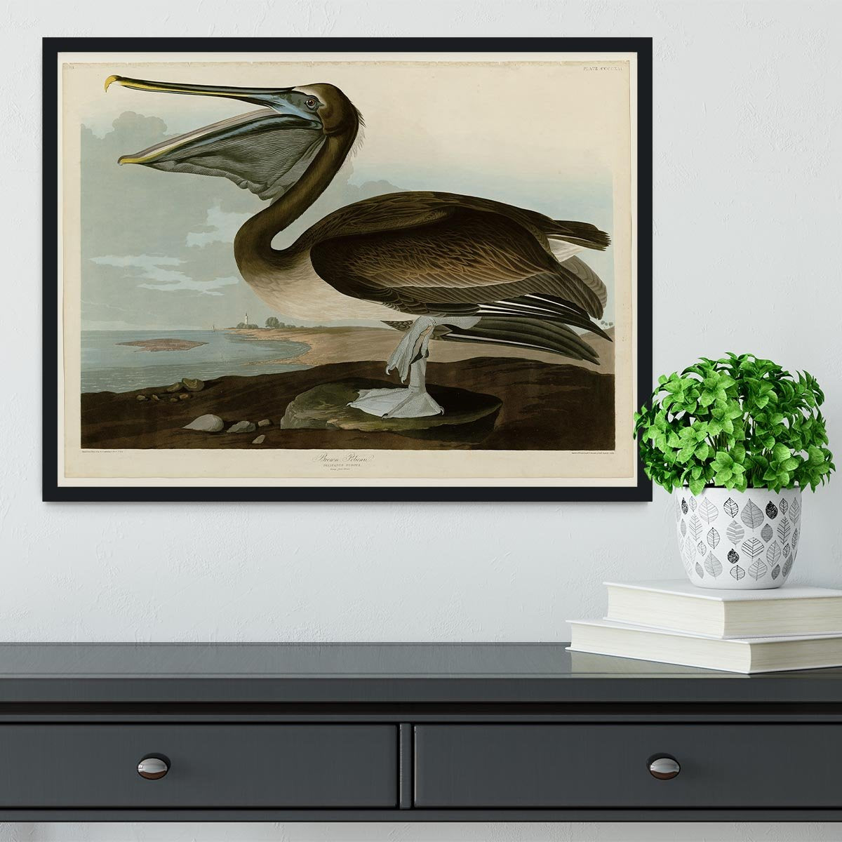 Brown Pelican by Audubon Framed Print - Canvas Art Rocks - 2
